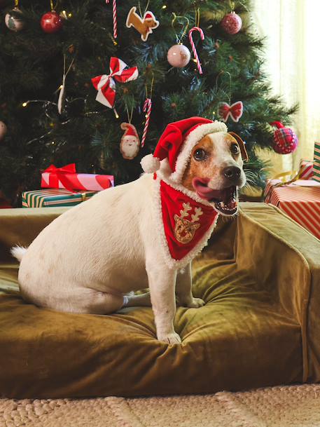 Collier bandana + bonnet de Noël pour chien rouge 3 - vertbaudet enfant 
