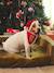 Collier bandana + bonnet de Noël pour chien rouge 3 - vertbaudet enfant 