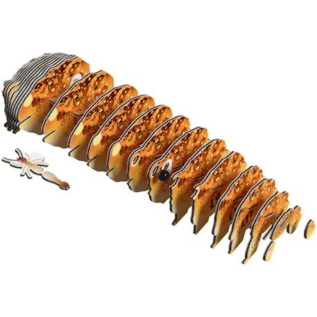 Puzzle 3d - crapaud du désert Brown 2 - vertbaudet enfant 