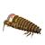 Puzzle 3d - kiwi Brown 2 - vertbaudet enfant 