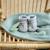 Chaussons bébé avec broderie papi d'amour Arena+Blanco+Gris 6 - vertbaudet enfant 
