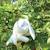 Peluche petit lapin Blanc 3 - vertbaudet enfant 