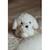 Chiot en peluche lesté 0,6 kg Blanc 3 - vertbaudet enfant 