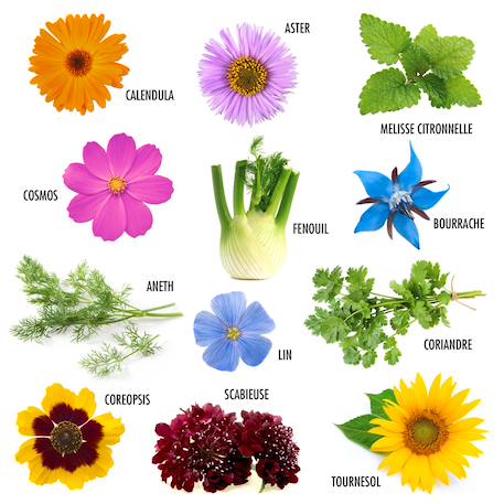 12 sachets de graines fleurs à papillons Beige 3 - vertbaudet enfant 