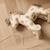 Cheval à tirer vera Ecru, beige+Marron 5 - vertbaudet enfant 