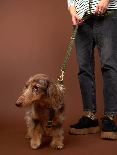 Set promenade pour chien kaki 2 - vertbaudet enfant 