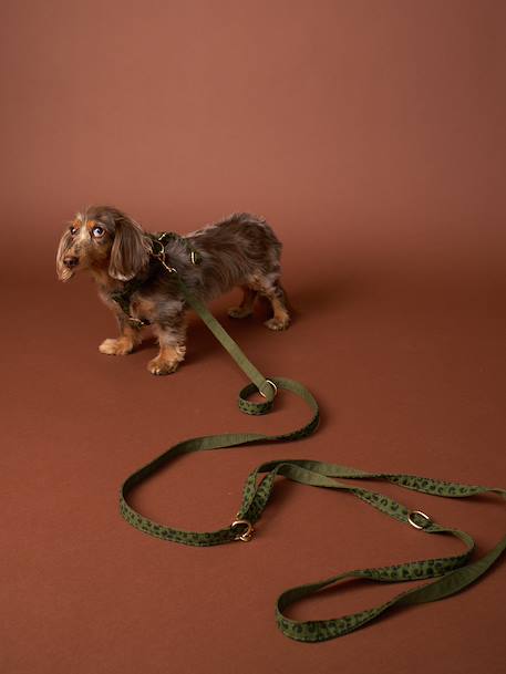 Set promenade pour chien kaki 1 - vertbaudet enfant 