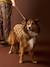Manteau sherpa pour chien cappuccino 1 - vertbaudet enfant 