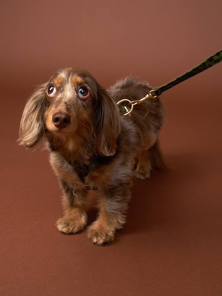 Set promenade pour chien kaki 3 - vertbaudet enfant 