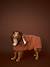 Cape de bain chien coton cappuccino 3 - vertbaudet enfant 