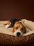 Panier matelassé en velours pour chien, disponible en 3 tailles camel+marron imprimé 12 - vertbaudet enfant 