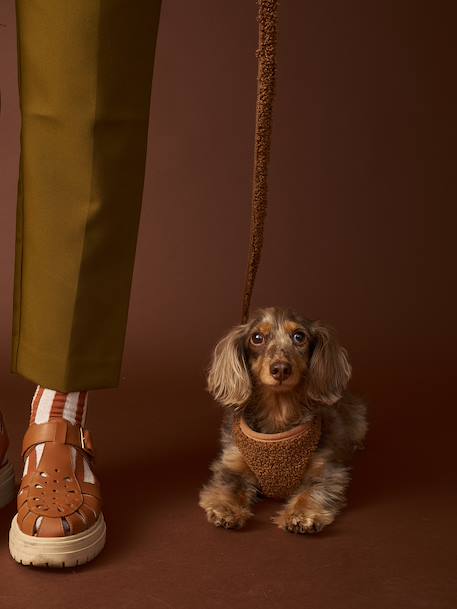 Set promenade pour chien : harnais + laisse + collier café+chocolat 12 - vertbaudet enfant 
