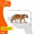 Figurine du tigre du bengale mâle schleich Gris 3 - vertbaudet enfant 