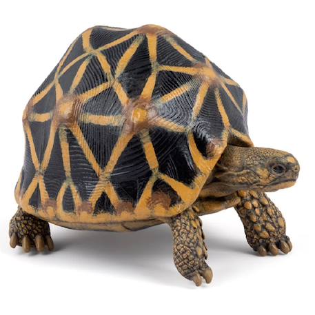 Figurine animaux tortue étoilée Marron 1 - vertbaudet enfant 