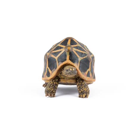 Figurine animaux tortue étoilée Marron 3 - vertbaudet enfant 