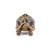 Figurine animaux tortue étoilée Marron 3 - vertbaudet enfant 