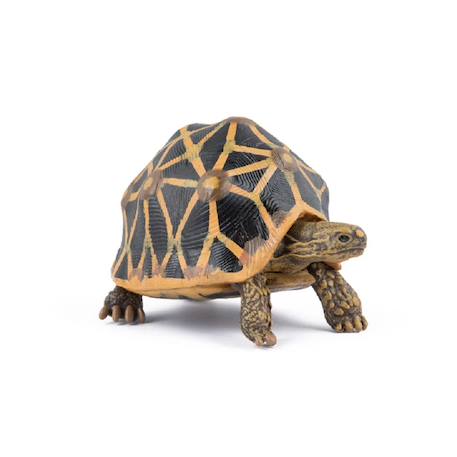 Figurine animaux tortue étoilée Marron 4 - vertbaudet enfant 