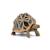 Figurine animaux tortue étoilée Marron 4 - vertbaudet enfant 