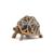 Figurine animaux tortue étoilée Marron 2 - vertbaudet enfant 
