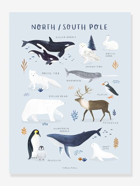 Affiche Animaux Pôle Nord/Sud Living Earth LILIPINSO bleu glacier 1 - vertbaudet enfant 