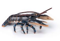 Jouet-Jeux d'imagination-Figurine homard
