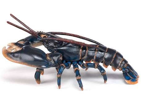 Figurine homard Noir 4 - vertbaudet enfant 