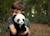 Peluche panda 18cm 100% recyclée Noir et blanc 2 - vertbaudet enfant 