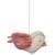 Mobile musical fairy garden Rose 6 - vertbaudet enfant 