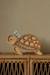 Lampe veilleuse tortue dune de sable Beige 4 - vertbaudet enfant 