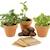 Trio de plantes magiques Vert 1 - vertbaudet enfant 