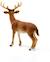 Figurine cerf de virginie Marron 3 - vertbaudet enfant 