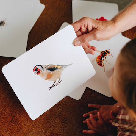 Mondy des curieux - 45 cartes bilingues autour de la nature Multicolore 6 - vertbaudet enfant 
