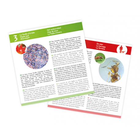 Lames pour microscope Bleu 4 - vertbaudet enfant 