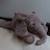 Peluche bruit blanc pour s'endormir - George l'éléphant Beige+Gris 12 - vertbaudet enfant 