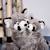 Peluche panda marron sweety mousse 25 cm Marron 2 - vertbaudet enfant 