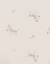 Set de 2 bodys coton Beige 4 - vertbaudet enfant 