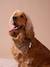 Collier bandana pour chien marron imprimé 1 - vertbaudet enfant 