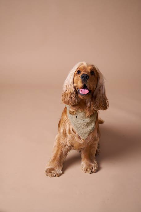 Collier bandana pour chien écru 2 - vertbaudet enfant 