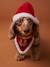 Collier bandana + bonnet de Noël pour chien rouge 1 - vertbaudet enfant 