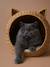 Panier pour chat en jacinthe d'eau beige 1 - vertbaudet enfant 