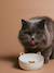 Lot de 2 gamelles pour chat en céramique blanc imprimé+écru 2 - vertbaudet enfant 